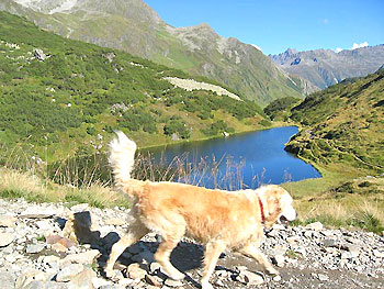 Hundeauslauf